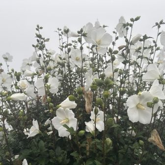 白い花。バックも真っ白。😁