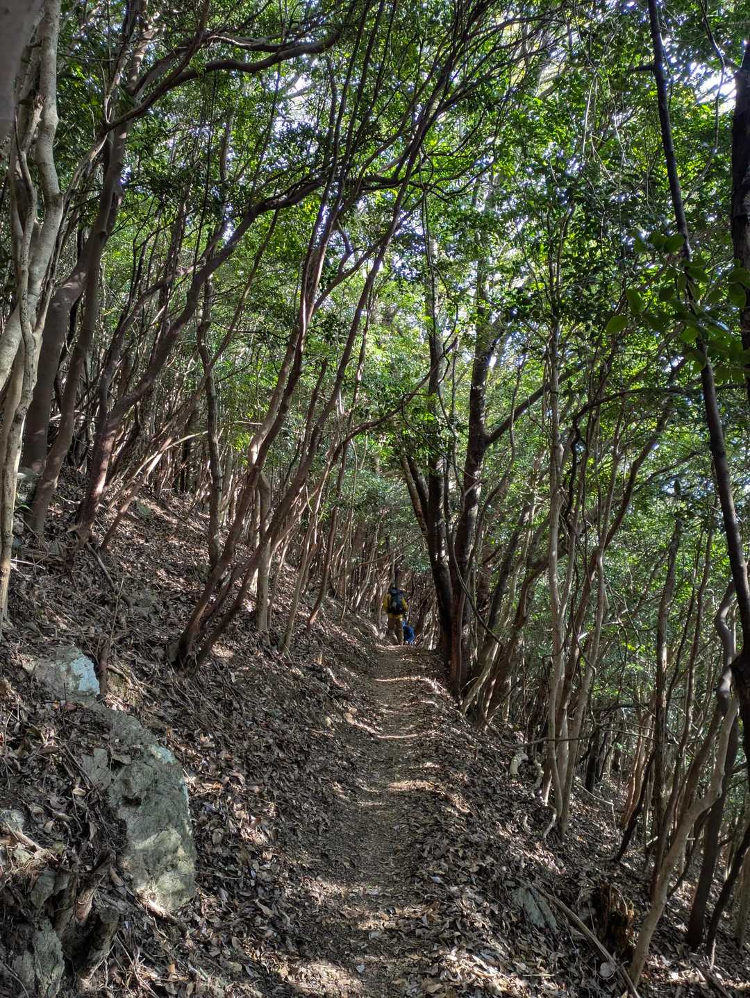色利登山口-元越山 往復コースの写真