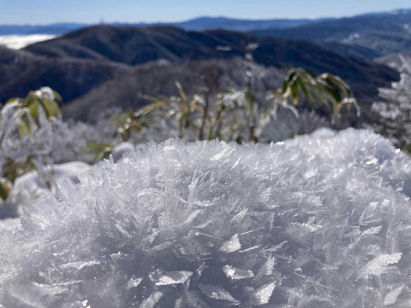 放射冷却で出来る『表面霜』
よく見ると、シダの様な葉っぱみたいな結晶❄️
これがキラキラ✨綺麗なんです❣️🤩