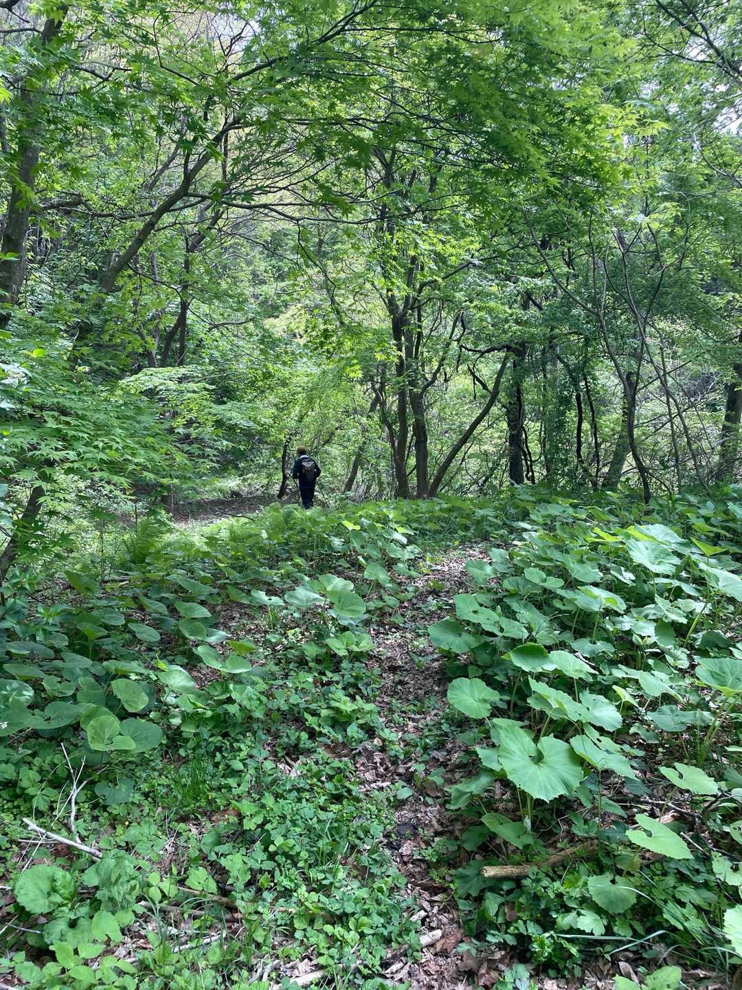 石を運んだのかな
広い作業道です