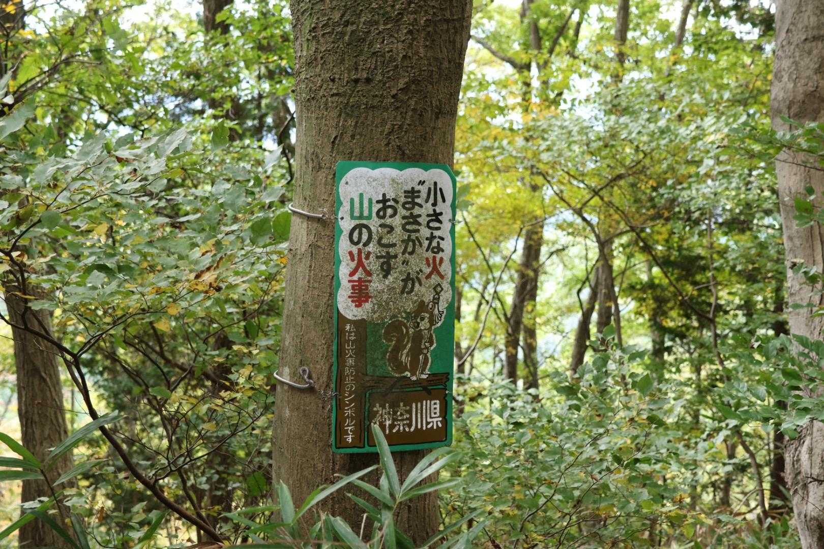🐿️