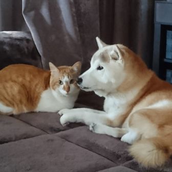 はなときびだんご