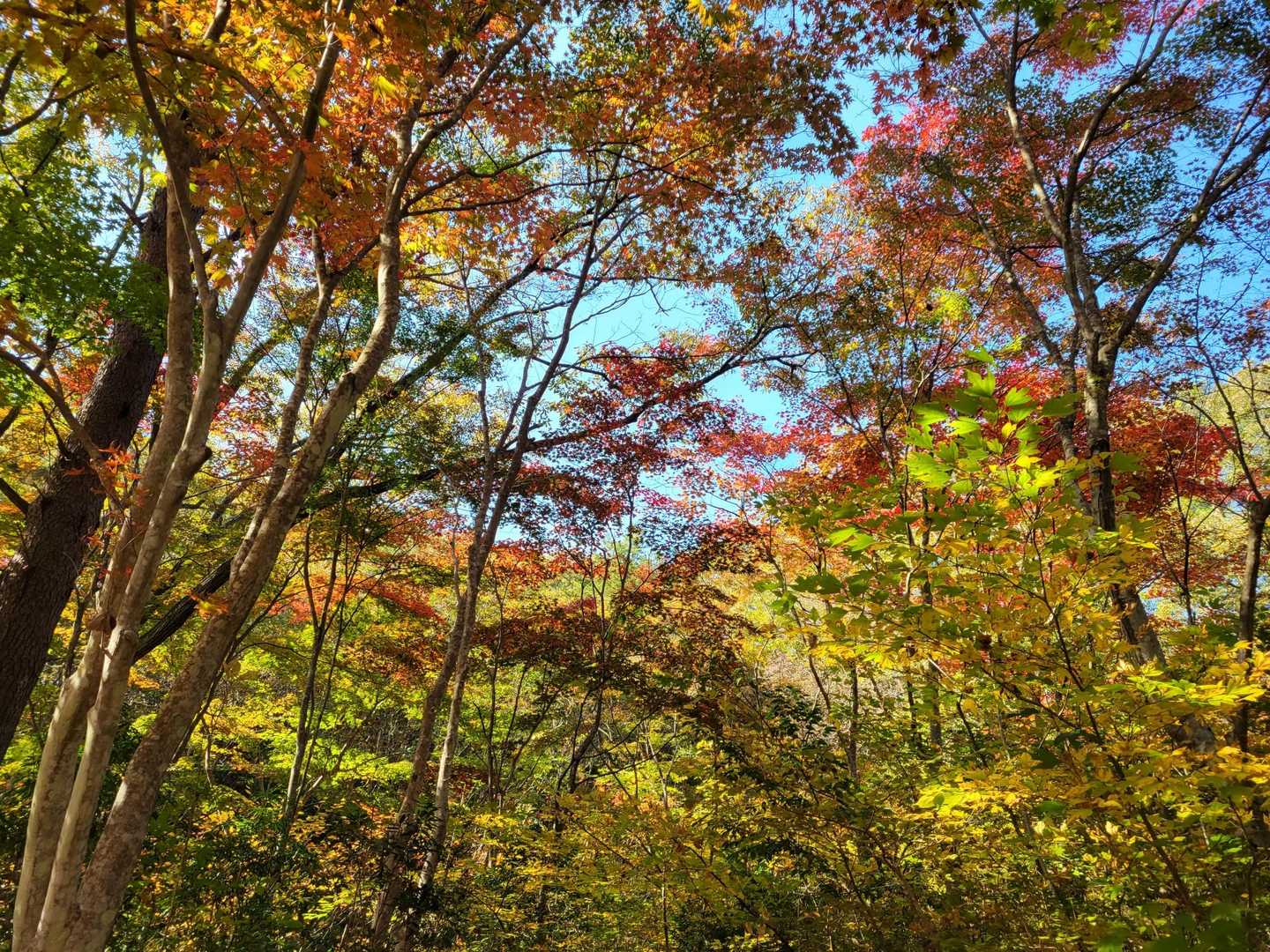下山すると🙌✨
もみじの小径✨きっれーーーい😍