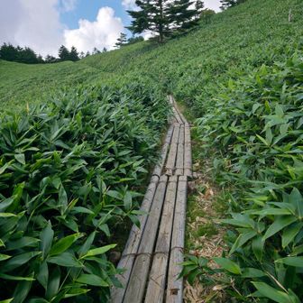 整備された木道も
数ヵ所在った。