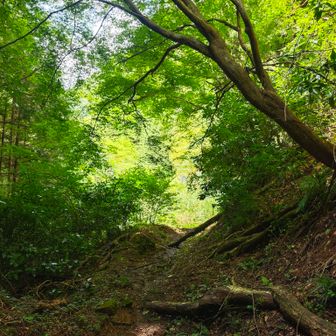 まったりとした山道。場所によっては九十九折れ。
