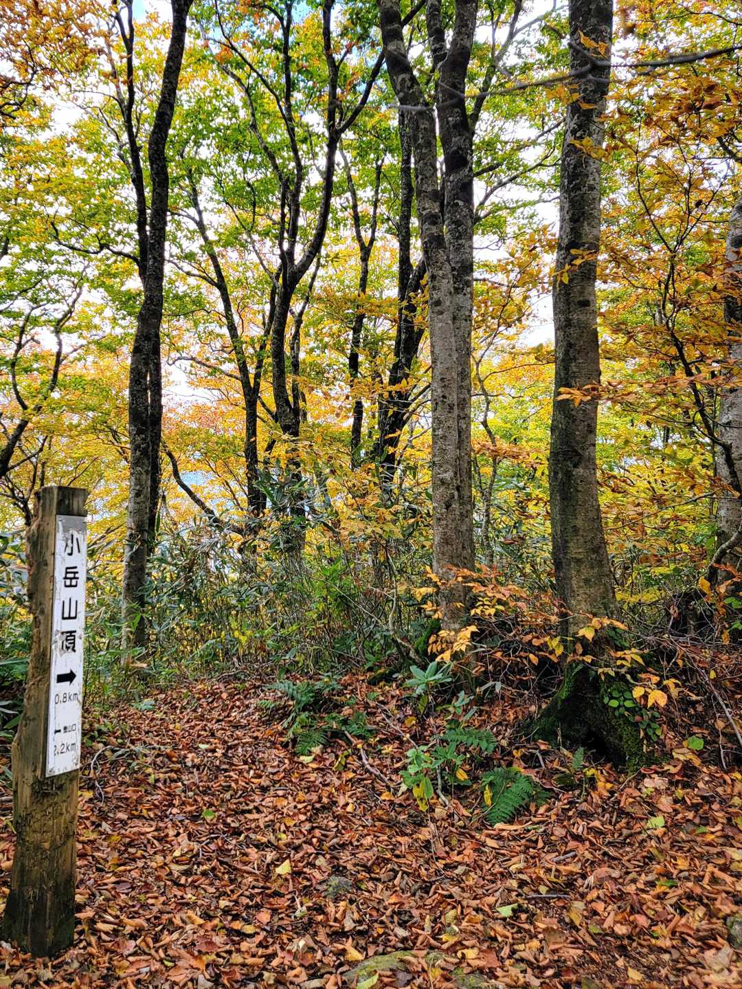 分岐に到着　右は山頂へ、左は千手ブナへ（帰路）