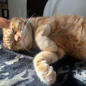 プリティキャット