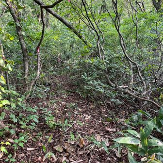 刈り払いしていただいたので、屋敷山への分岐もはっきり分かる🙏