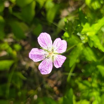 ゲンノショウコ　薬草
