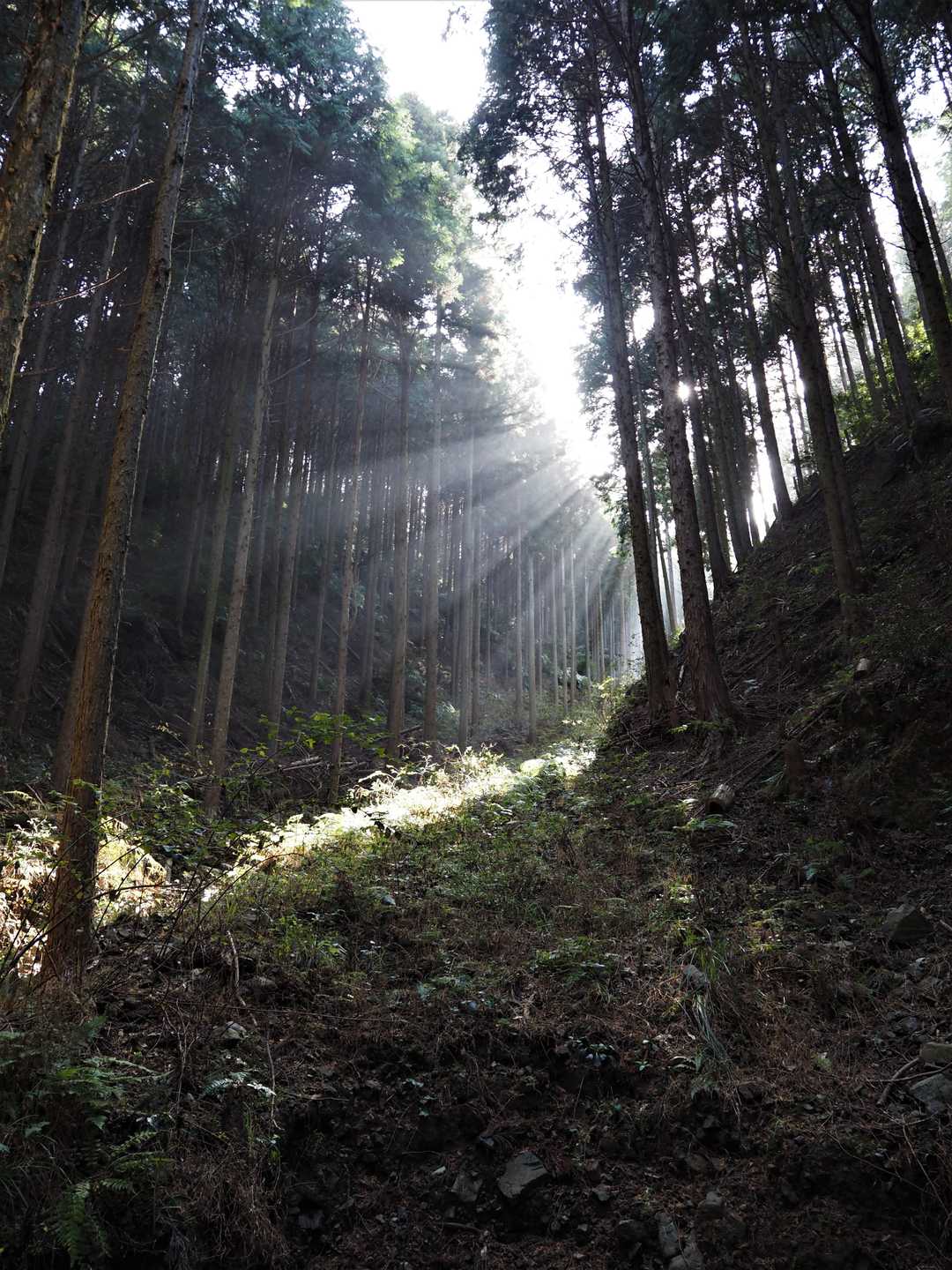 高塔山登山口-高塔山-樽山 縦走コースの写真