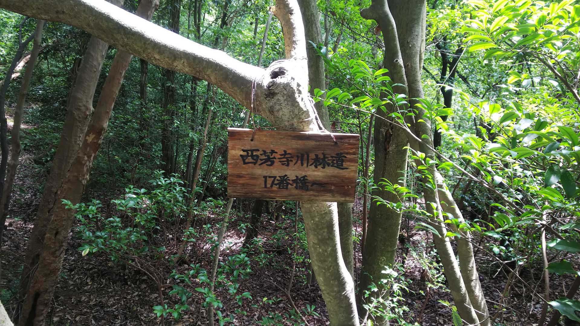 YAMAPにないルートですが、西芳寺（苔寺）に行ける林道との合流点です。