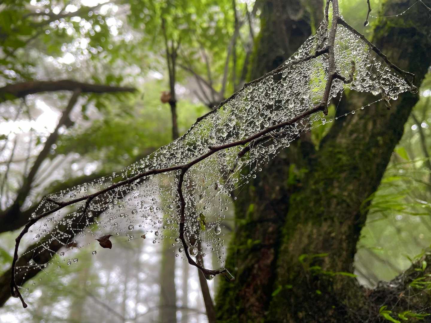 蜘蛛の巣さえも🕸️💦💦💧