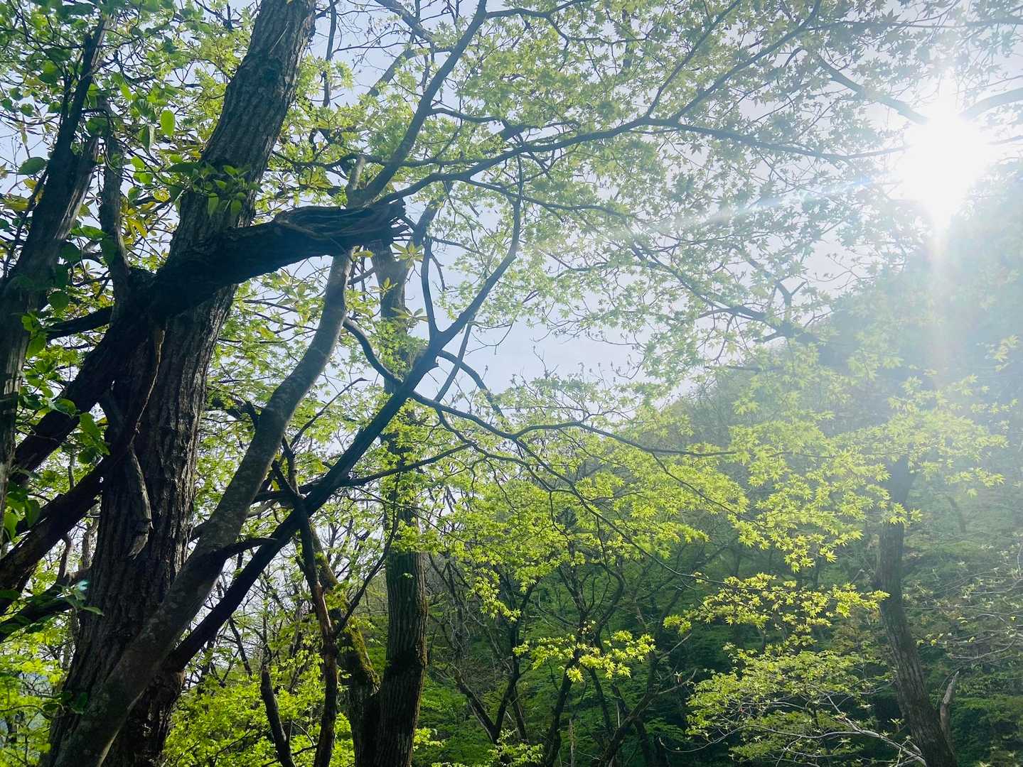 木漏れ日✨