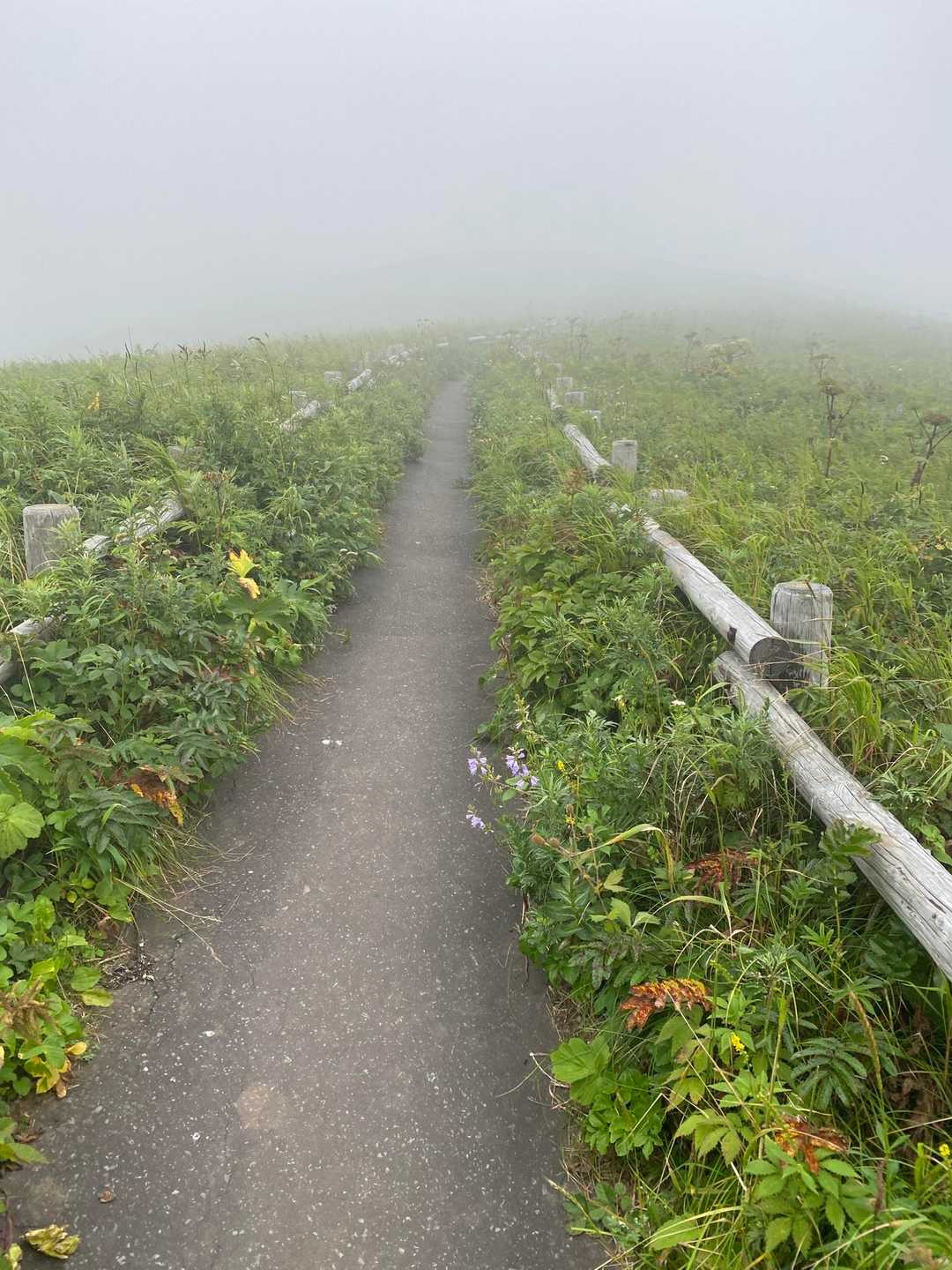 キンバイの谷-つばめ山 往復コースの写真