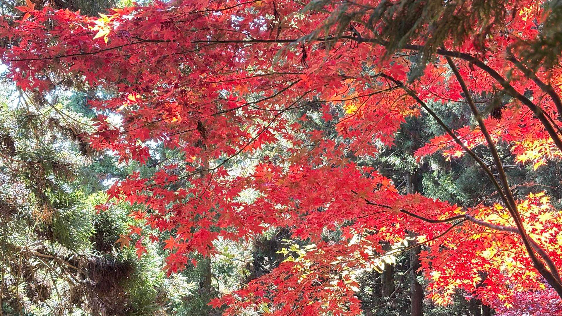 🍁観ながら