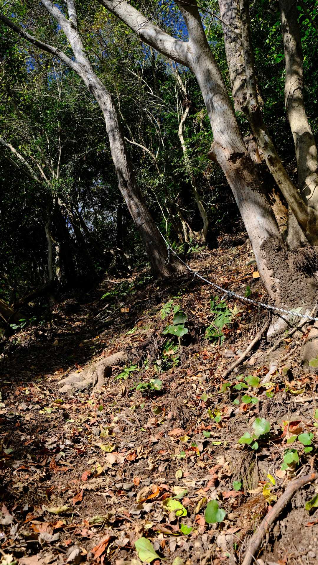 途中からは普通の山道、そして結構な傾斜です。
じじいにはつらい傾斜じゃ、
