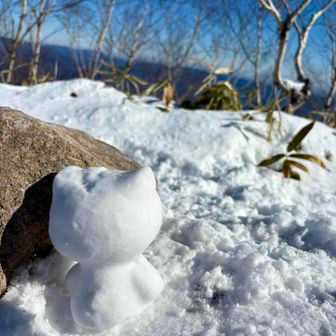 可愛い猫だるま発見