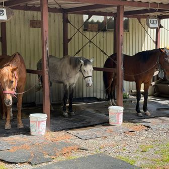 お馬さん、かわいい🐴