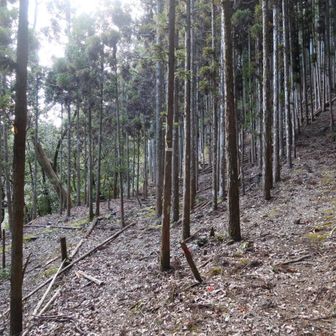 右から降りてきました。YAMAPルートは左ですが、倒木が多いのかな？