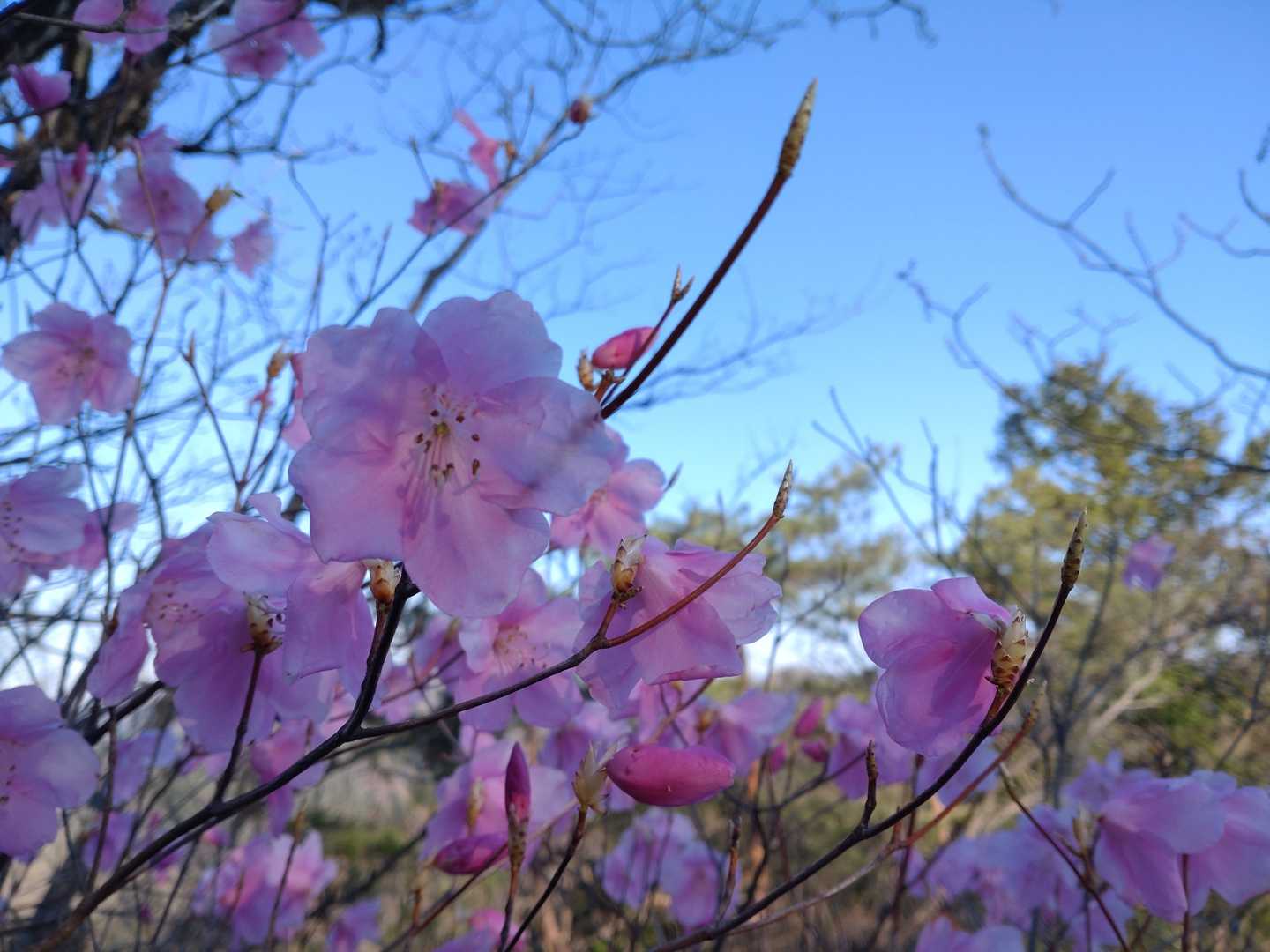 アカヤシオ。いっぱい写真撮りました～。
みんなして手を挙げてる(^O^)／私を撮ってぇ〜