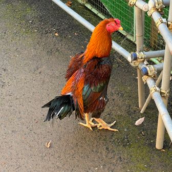 チャボのイカしたポーズ

ミニ動物園、楽しませてもらいました。
ありがとう😊