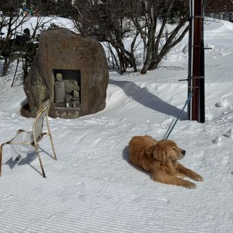 マーカス君　バックれ