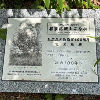 ブナ林　天然記念物