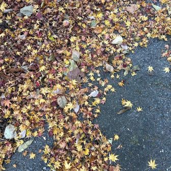 上手く撮れてないけど、いろんな🍁が綺麗です