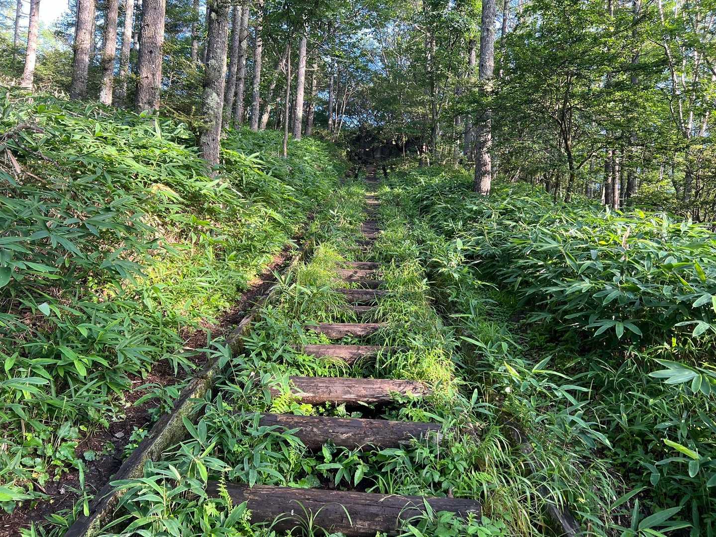 線路みたいだね
