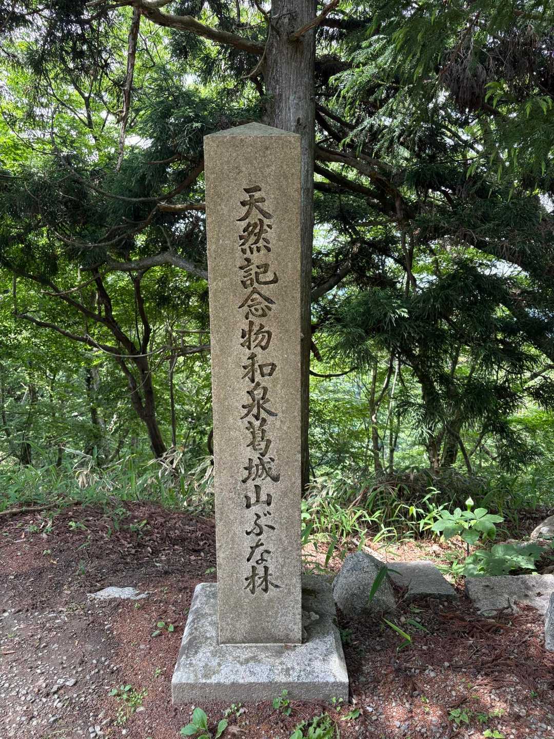 天然記念物和泉葛城山ぶな林🌲