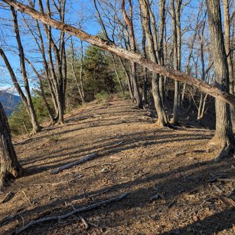 木の密度が低い明るい尾根道。