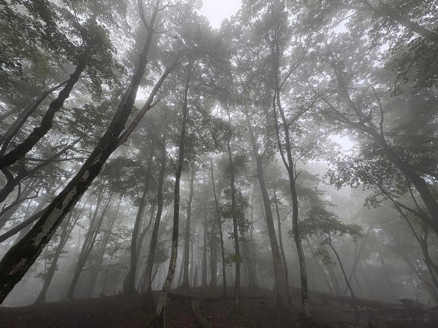 寒いけど、こんなに神秘的な風景を見せつけられたら、立ち止まって写真撮っちゃいますよねー。ガスの森にいると、神の領域に少し近づけたような不思議な感覚に落ち入ることがある。