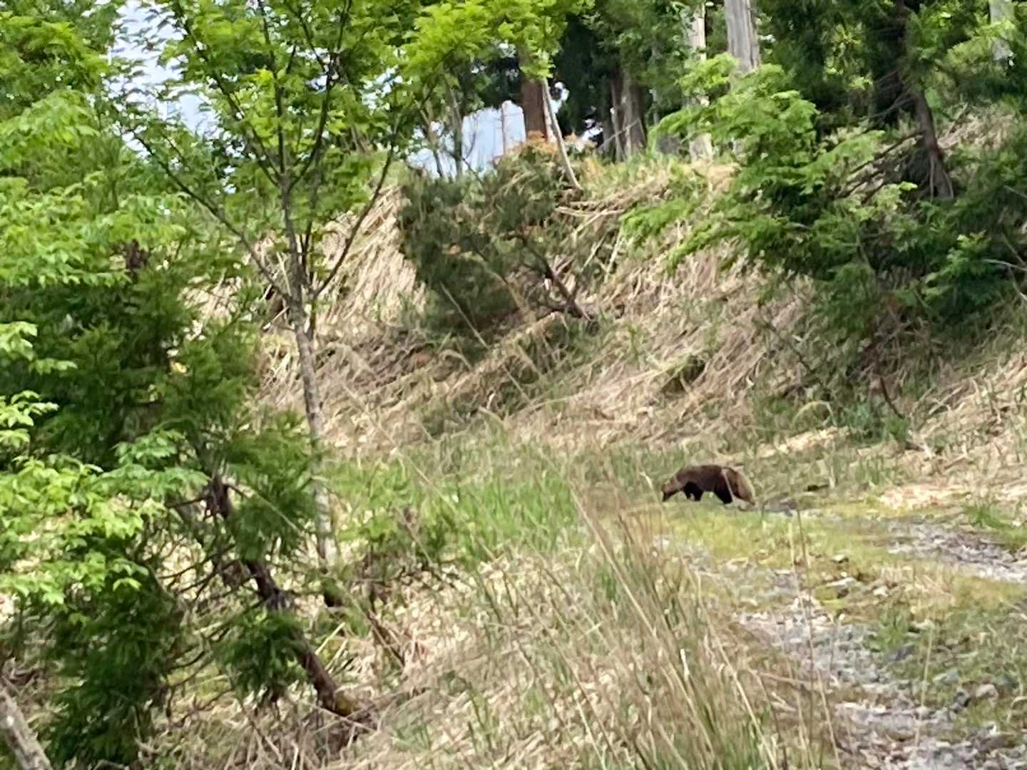 たぬきもそう言っています