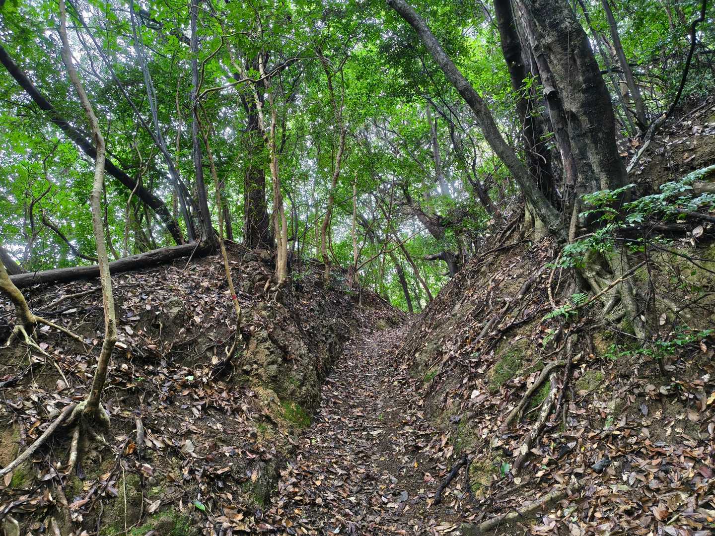 引き続きわかりやすい登山道✨