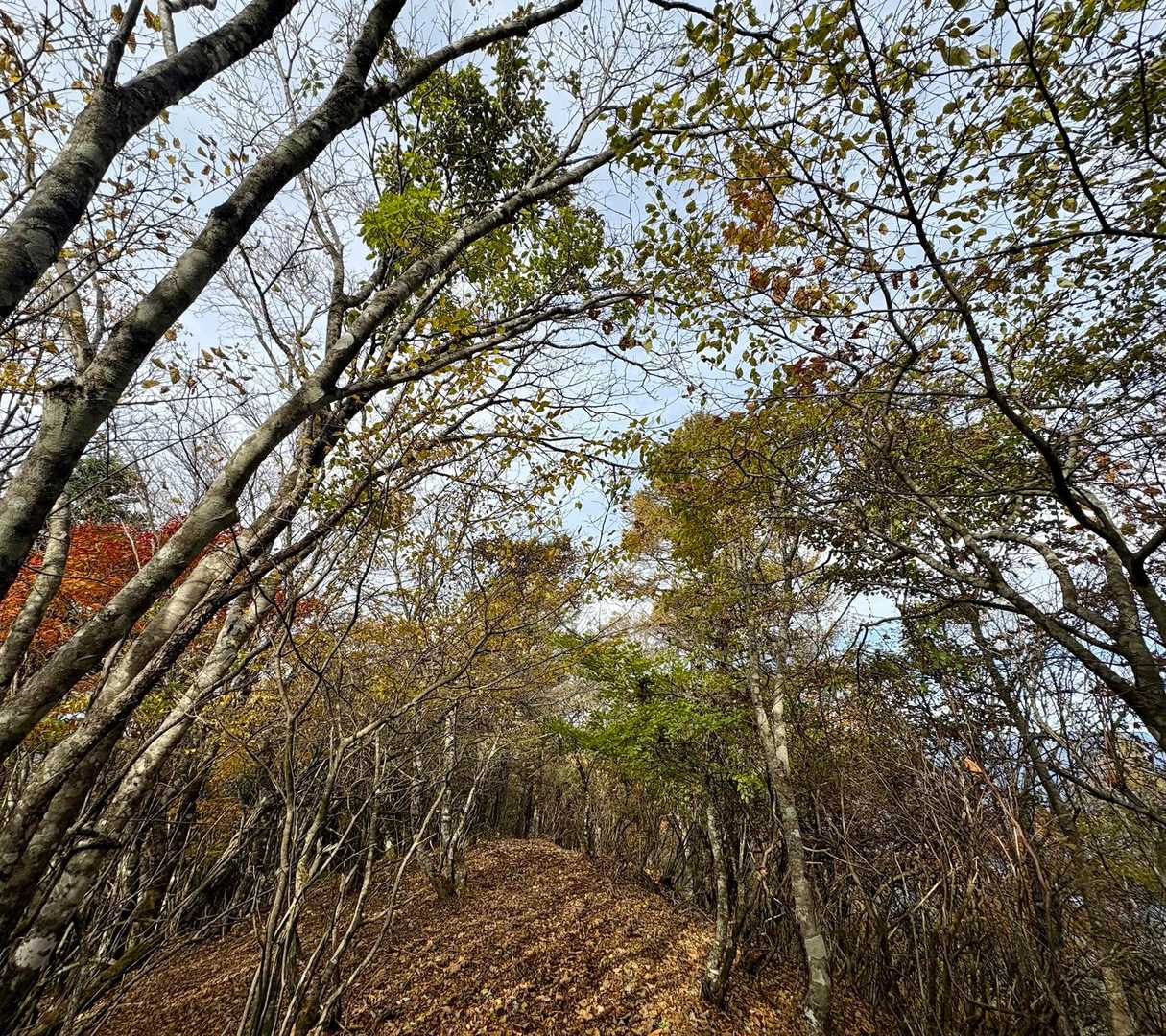 山道風景…