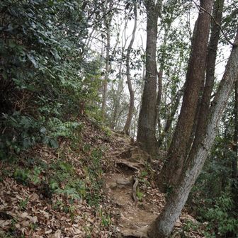 暫し、辛抱の急登。