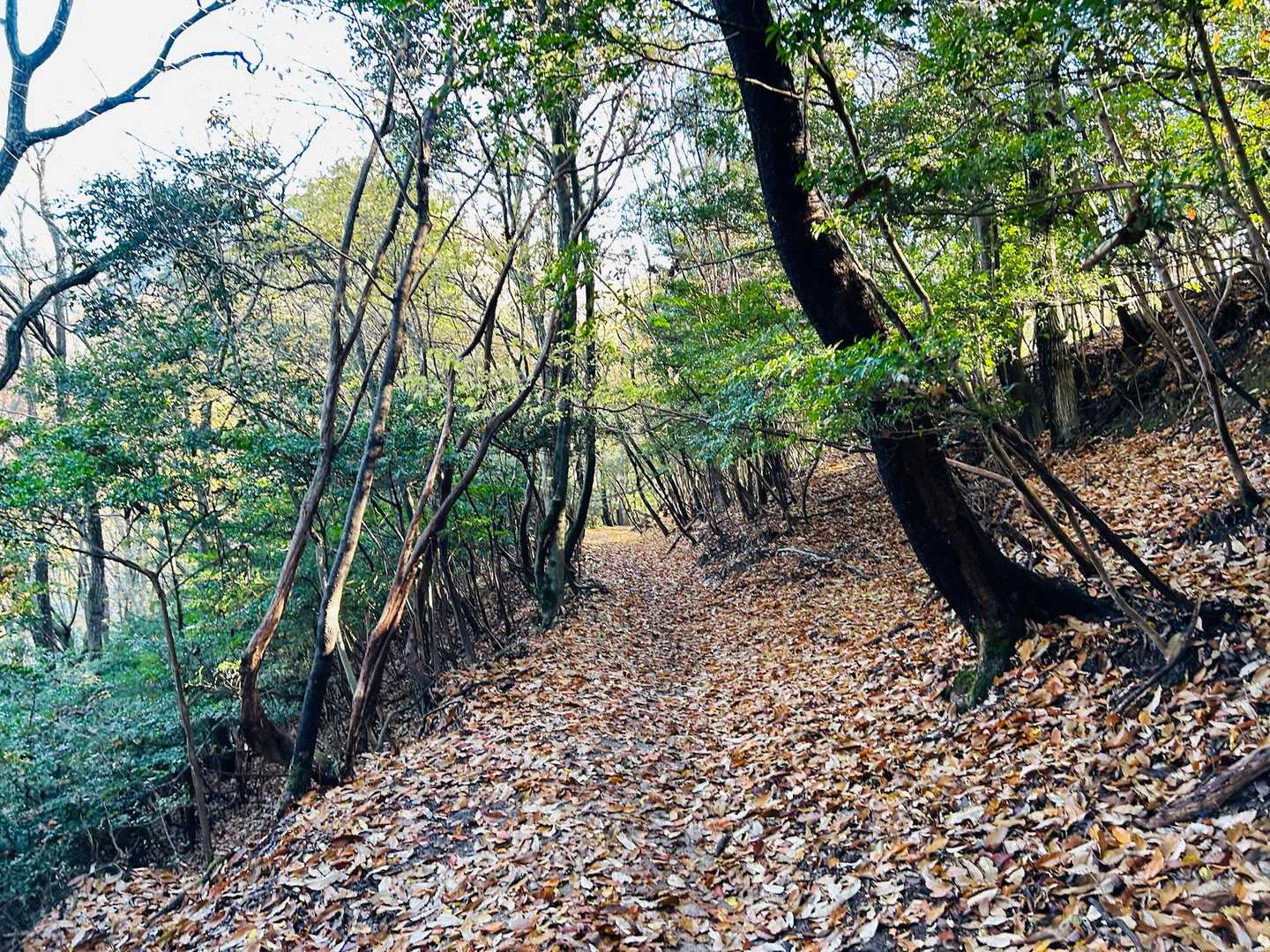 修学院駅-比叡山登山口-修学院山-一本杉-壺笠山-壺笠山取 縦走コースの写真