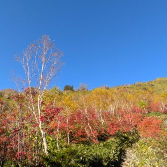 青空に映えるナナカマドやカラマツの美しい紅葉🍁
何度も深呼吸しました🥰