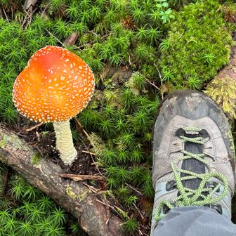 大きなキノコ🍄