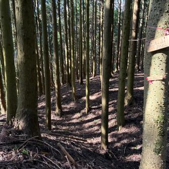 堂木山砦の堀切＆堂木山⛰️山頂プレート