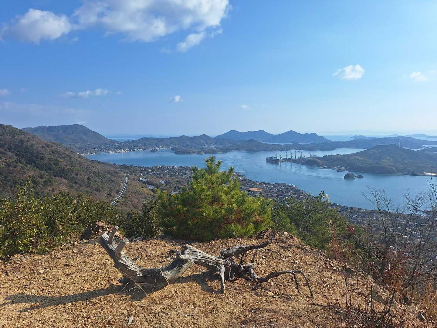朽ち木が竜のよう。