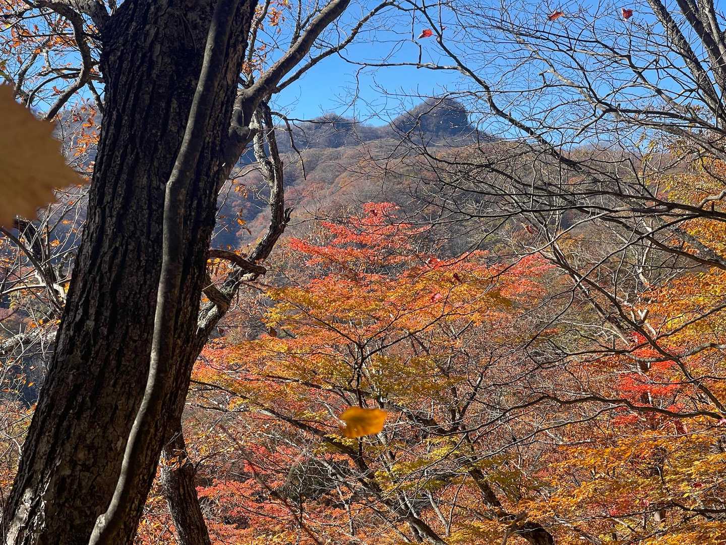 山頂と紅葉🍁
