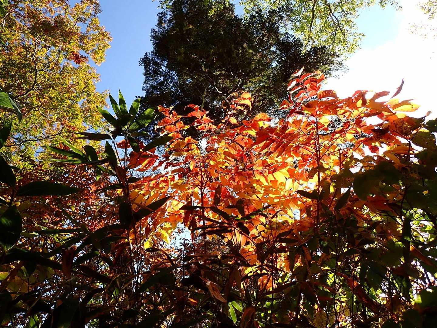 陽に透ける紅🍁