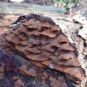 ちのご🍄‍🟫