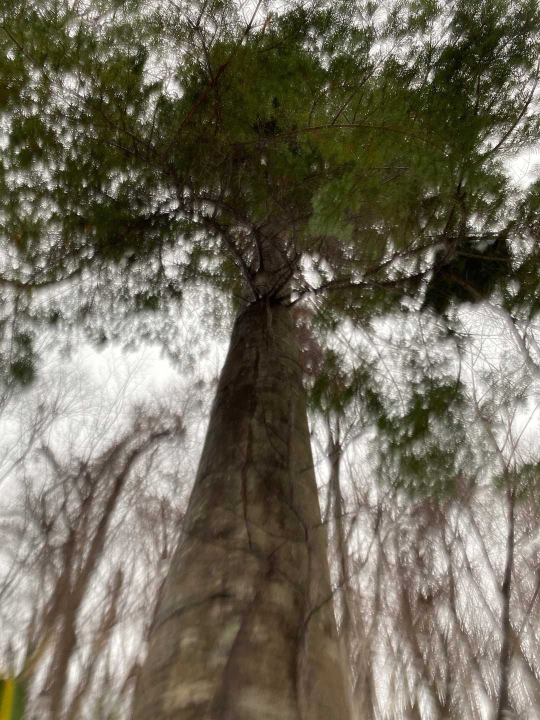 この木の下で雨宿り。
レインウェア着て再スタート。