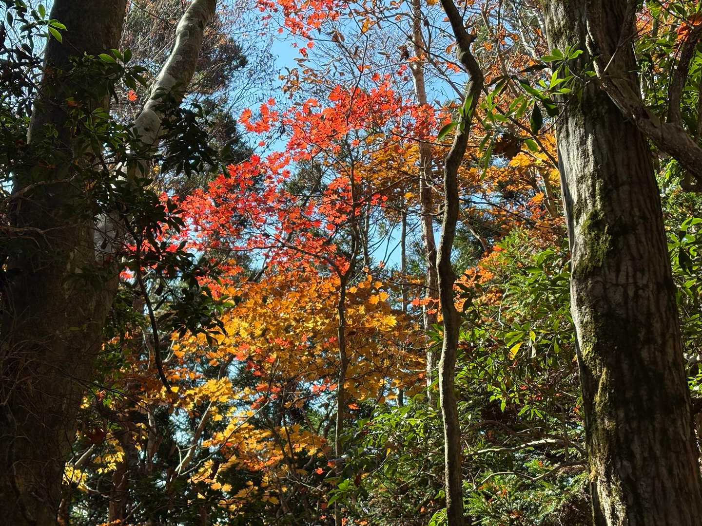 遊歩道入口-青崩峠-青崩の頭-前熊伏山-熊伏山 往復コースの写真