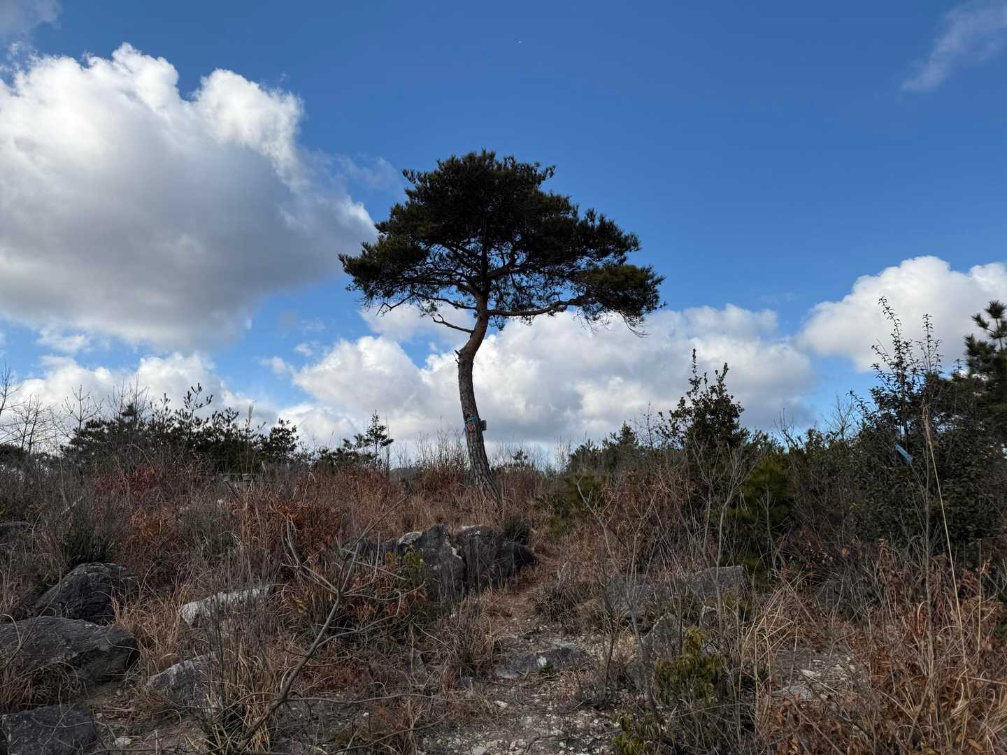 山頂の一本松。
