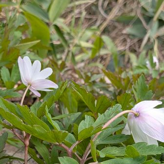 キクザキイチゲうなじが可愛い