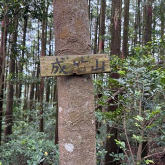 30分程で成竹山に到着。山頂からの眺望はなし。