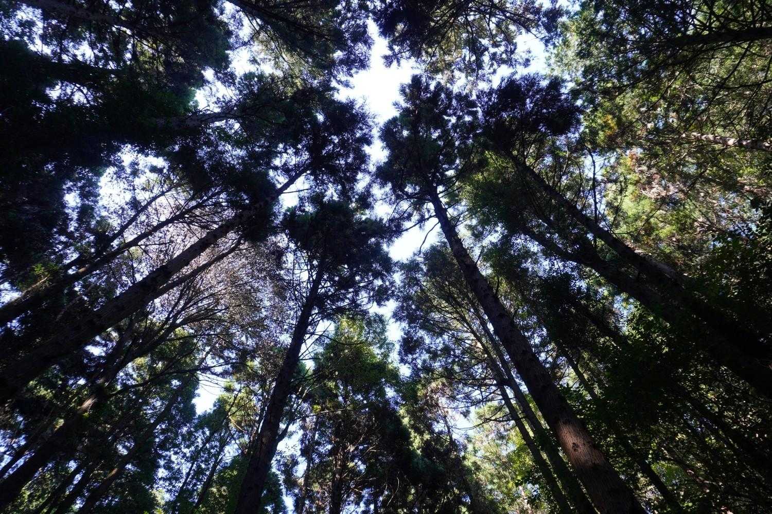 大中寺-太平山-ぐみの木峠 周回コースの写真
